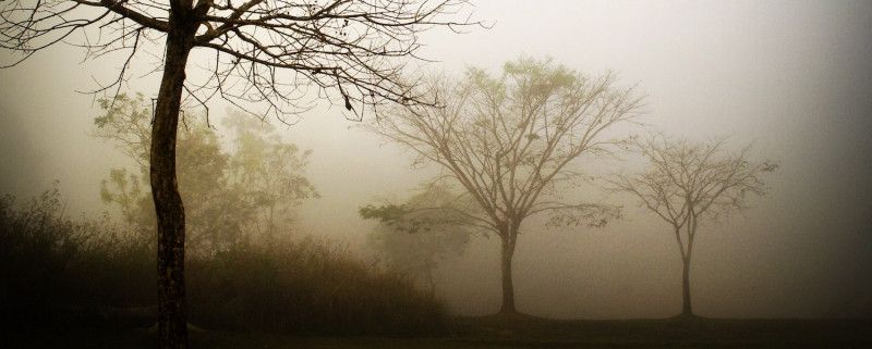 Woodland in mist